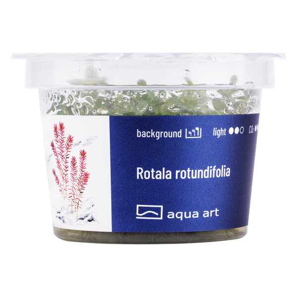 Rotala rotundifolia Invitro Rotala rotundifolia Invitro